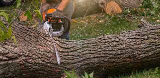 Lawn Watering Services in Cornwells Heights, PA
