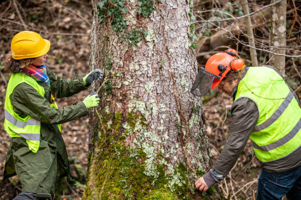 How Our Tree Care Process Works  in  Cornwells Heights, PA