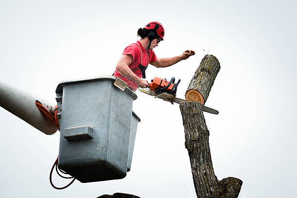 Professional Tree Care in Cornwells Heights, PA